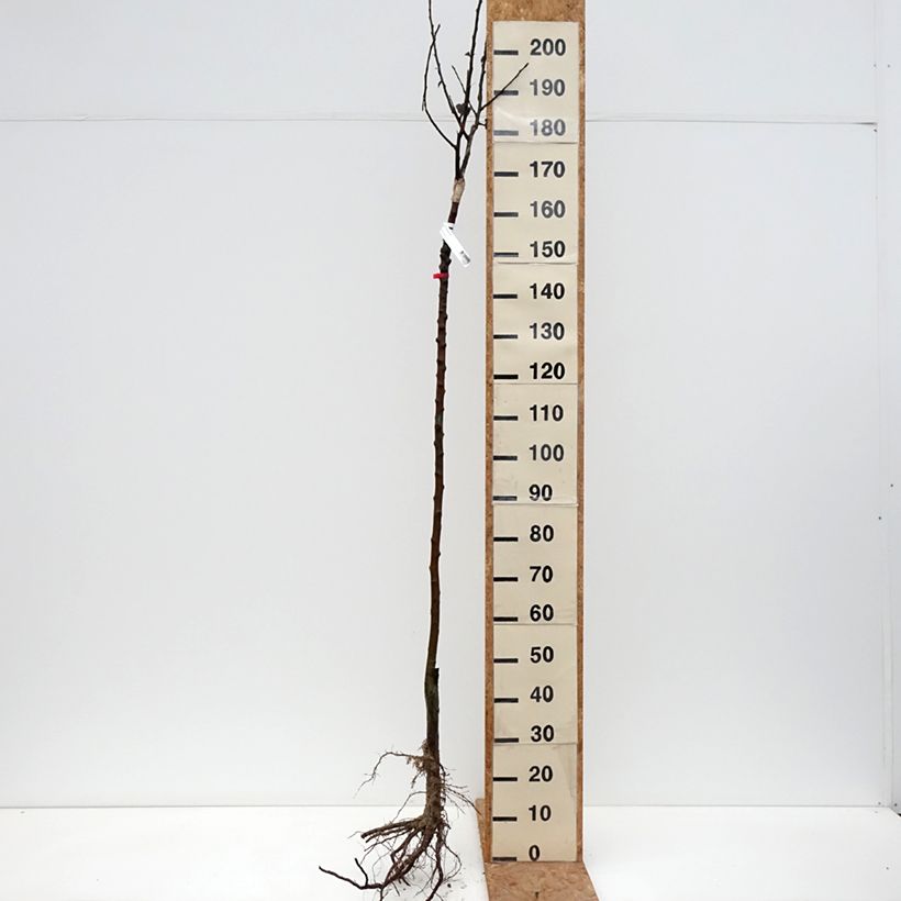 Manzano Reinette De France Raíces desnudas, Medio tallo Ejemplar entregado en invierno