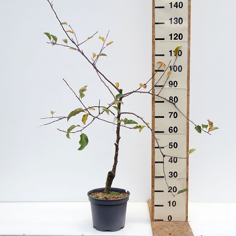 Ejemplar de Manzano Reinette du Mans Maceta 7,5L/10L, Copa entregado en otoño