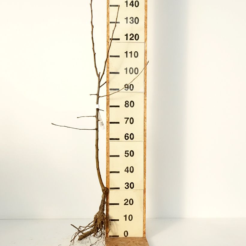 Manzano Reinette Etoilée Raíces desnudas, Copa Ejemplar entregado en invierno