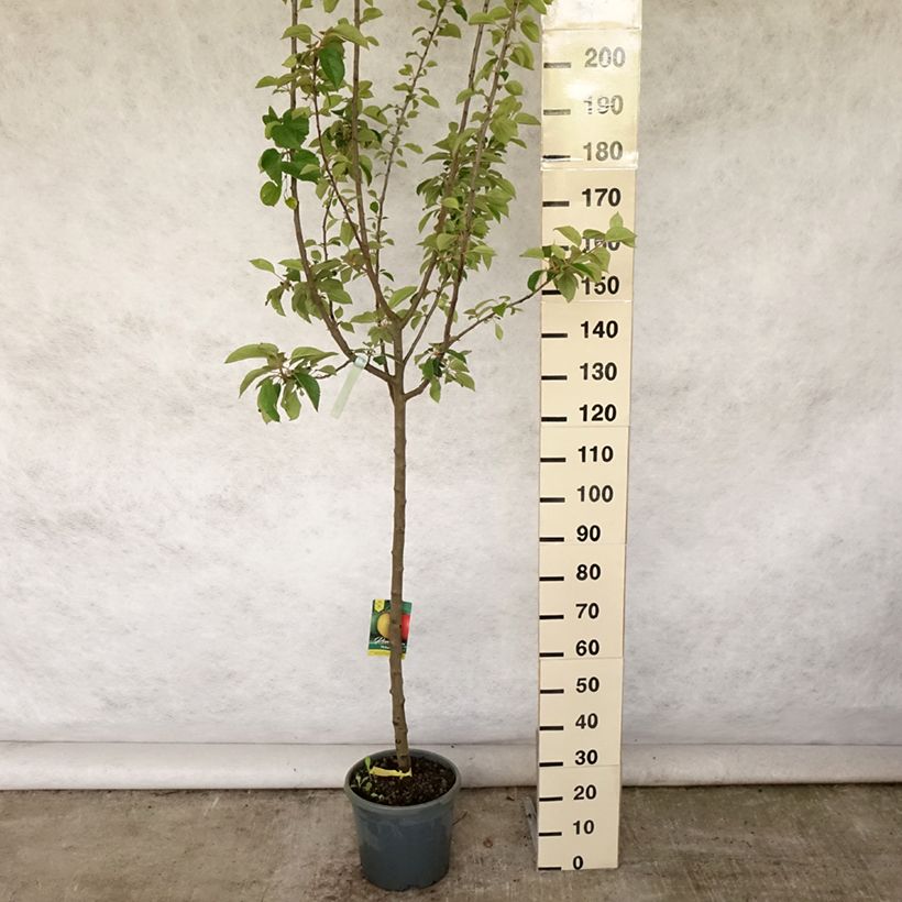 Ejemplar de Manzano Reinette grise du canada Maceta 7,5L/10L, Medio tallo entregado en verano