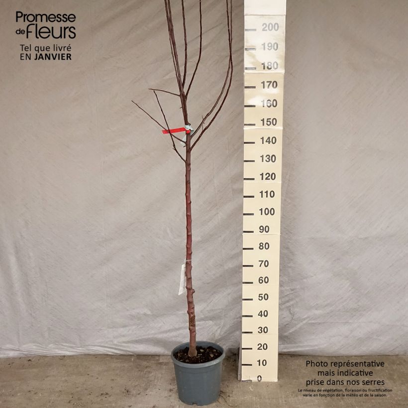 Manzano Reinette grise du canada Maceta 7,5L/10L, Medio tallo Ejemplar entregado en invierno