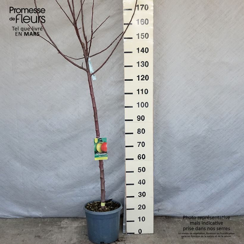 Manzano Reinette grise du canada Maceta 7,5L/10L, Medio tallo Ejemplar entregado en la primavera