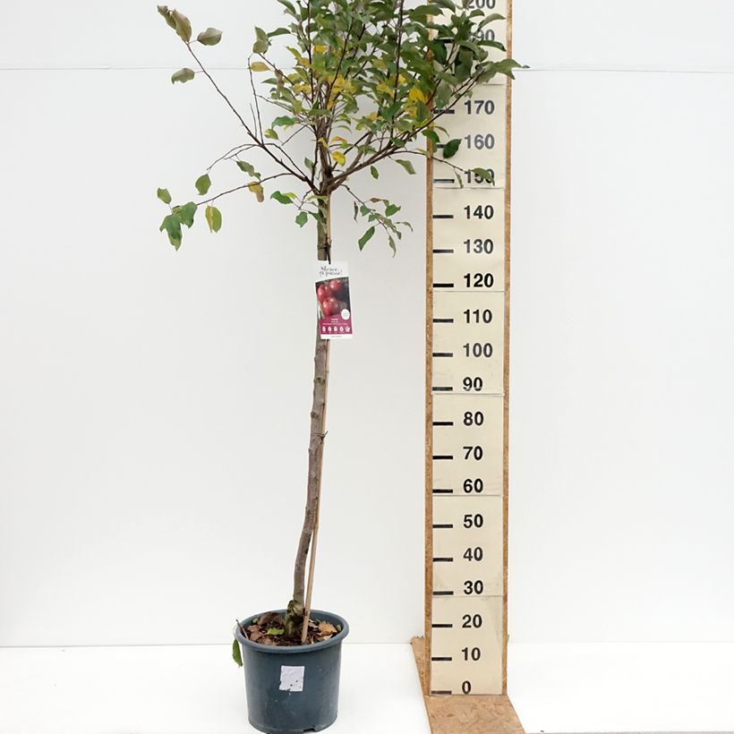 Ejemplar de Manzano Royal Gala Maceta 7,5L/10L, Medio tallo entregado en otoño
