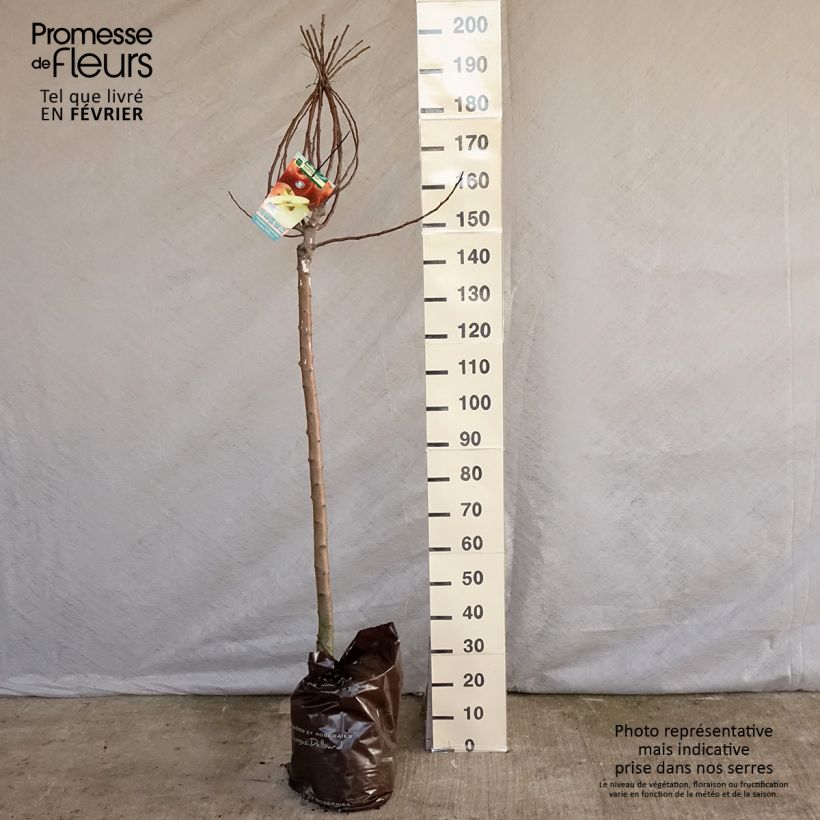 Manzano Royale Delbard Cepellón "listo para plantar", Medio tallo Ejemplar entregado en invierno