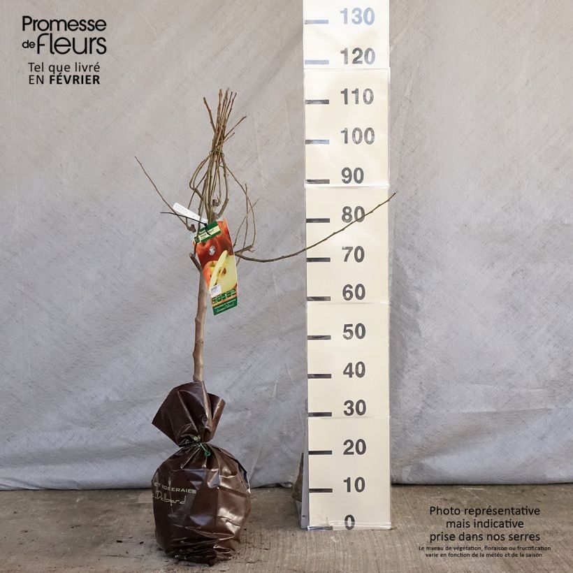 Manzano Royale Delbard Cepellón "listo para plantar", Copa Ejemplar entregado en invierno