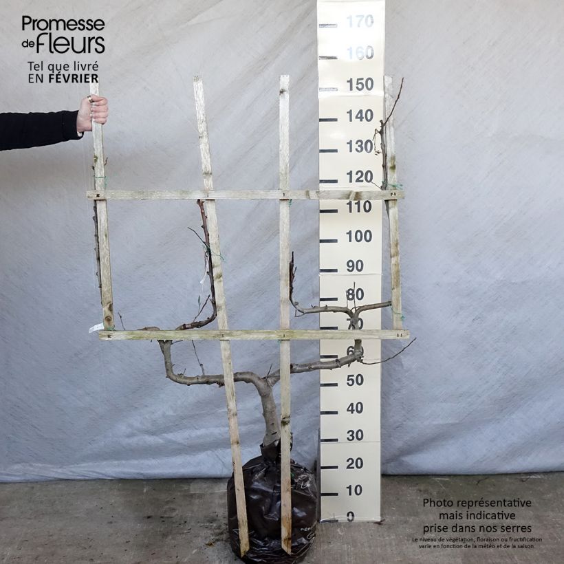 Manzano Royale Delbard Cepellón "listo para plantar", Poda palmeta doble U Ejemplar entregado en invierno