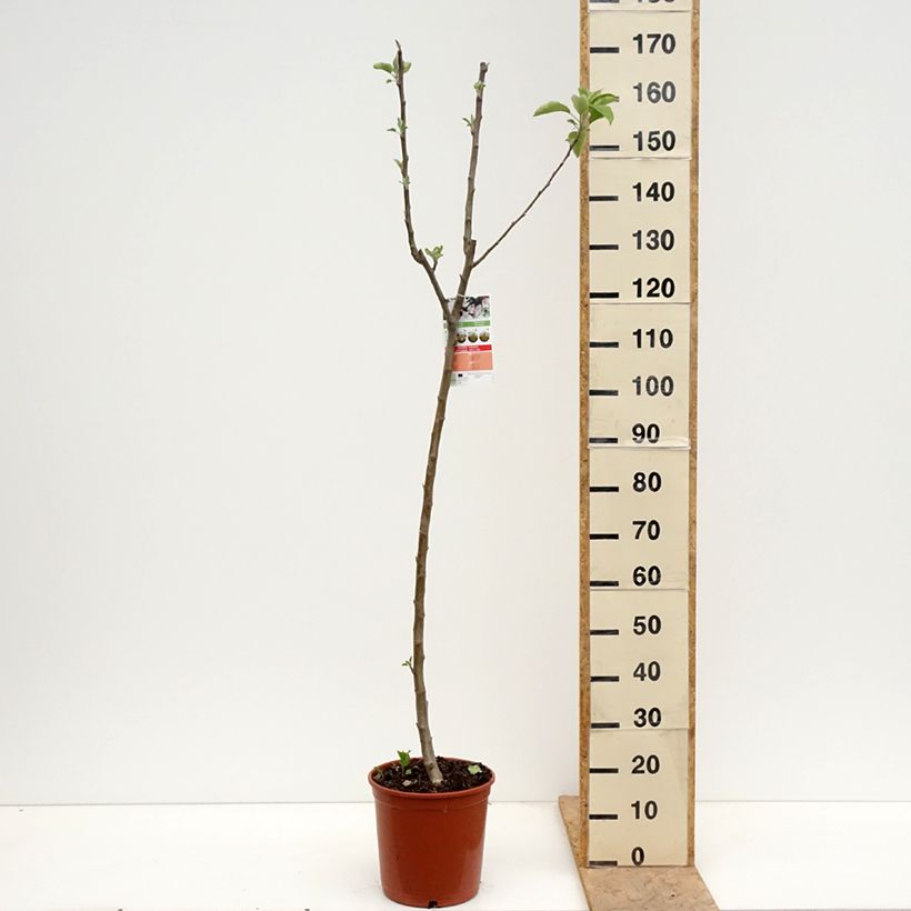 Manzano Starking Delicious Maceta 7,5L/10L, Medio tallo Ejemplar entregado en la primavera