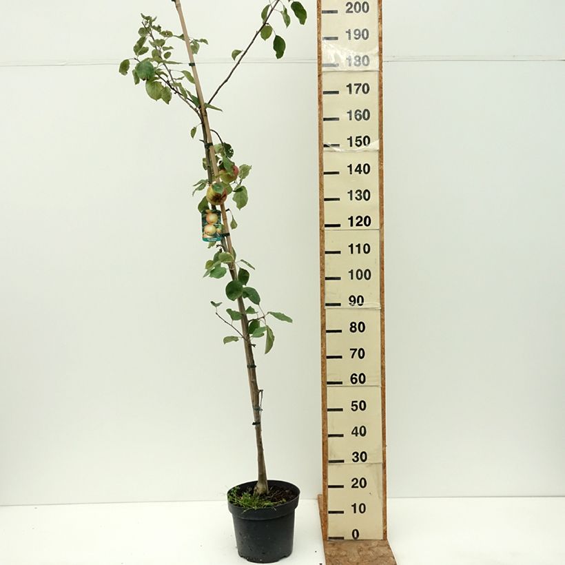 Ejemplar de Manzano Szara Reneta Maceta 7,5L/10L, Vástago entregado en verano