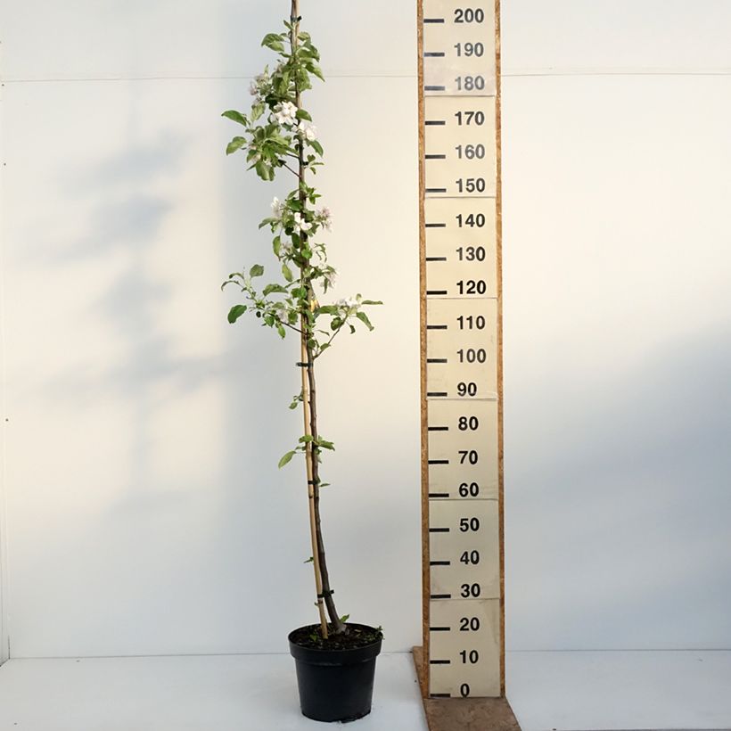 Manzano Szara Reneta Maceta 7,5L/10L, Vástago Ejemplar entregado en la primavera