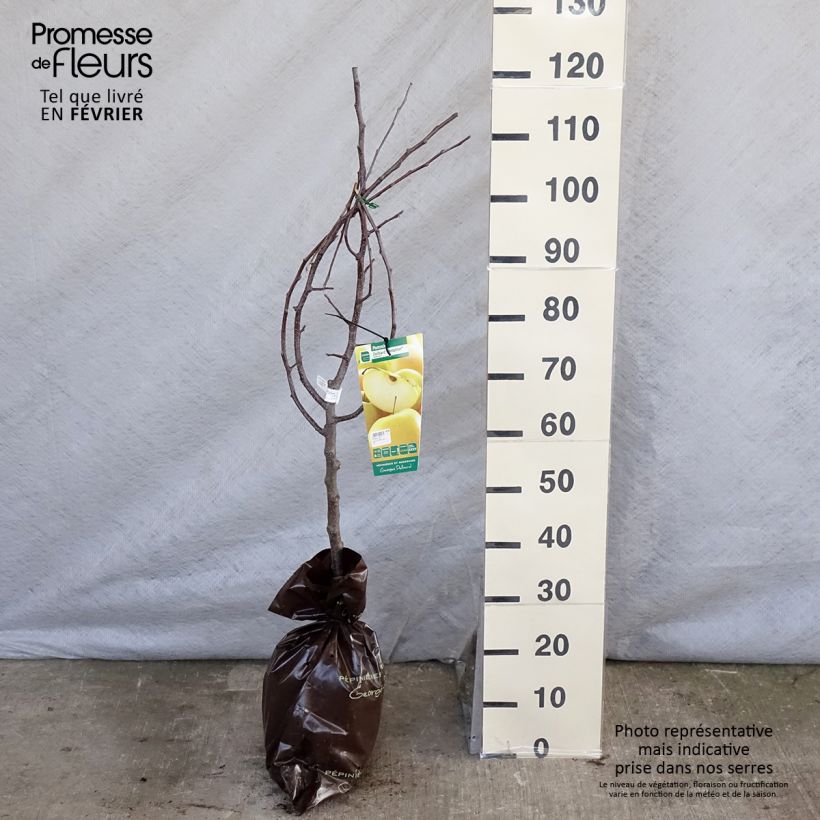 Manzano Tentation Cepellón "listo para plantar", Copa Ejemplar entregado en invierno