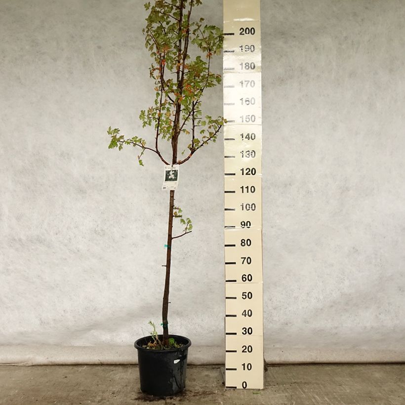 Ejemplar de Malus trilobata - Manzano de flor Maceta 12L/15L entregado en verano