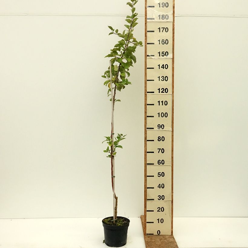 Ejemplar de Manzano Truskawkowe Nietschnera Maceta 4L/5L, Vástago entregado en verano