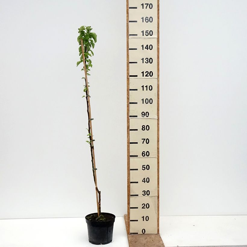 Manzano Truskawkowe Nietschnera Maceta 4L/5L, Vástago Ejemplar entregado en la primavera