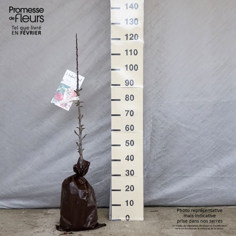 Manzano columnar Vaux Le Vicomte Cepellón "listo para plantar", Columnar Ejemplar entregado en invierno