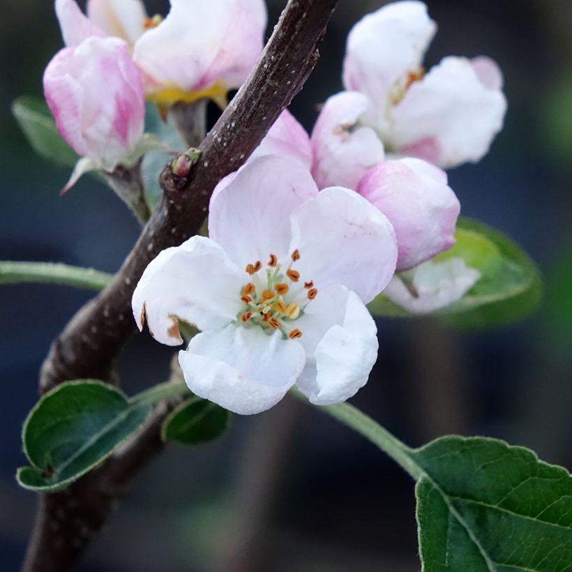 Manzano Winter Banana (Floración)