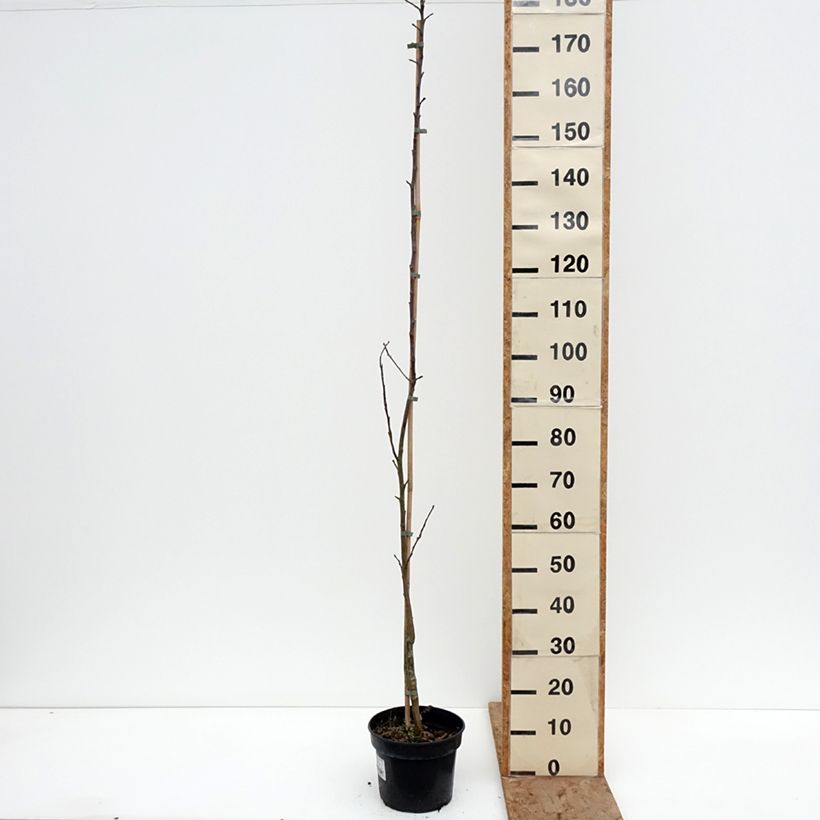 Manzano Złotka Kwidzyńska Maceta 4L/5L, Vástago Ejemplar entregado en invierno