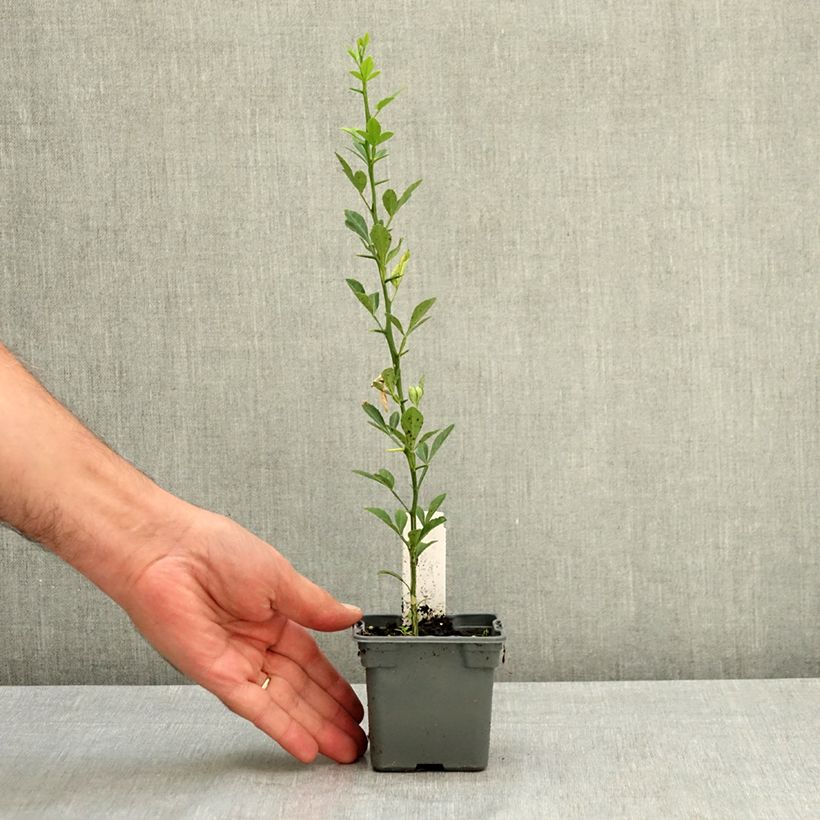 Ejemplar de Naranjo trifoliado - Poncirus trifoliata Maceta de 8/9 cm entregado en verano