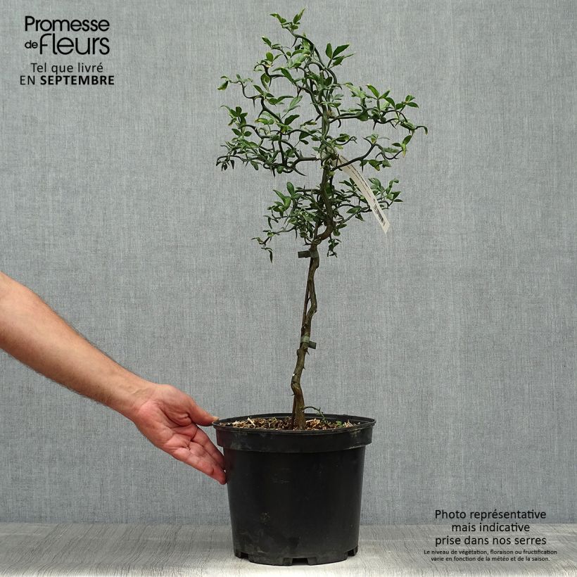 Ejemplar de Naranjo trifoliado Flying Dragon - Poncirus trifoliata Maceta 2L/3L entregado en otoño
