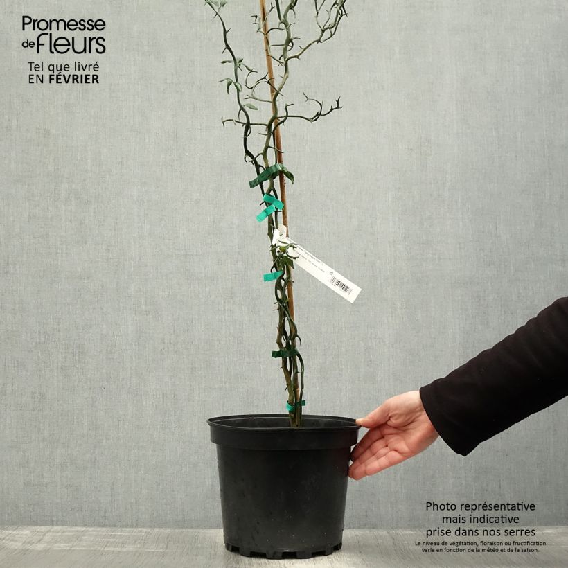 Naranjo trifoliado Flying Dragon - Poncirus trifoliata Maceta 2L/3L Ejemplar entregado en invierno