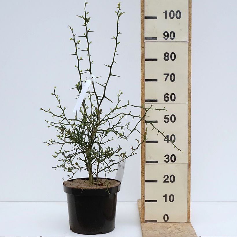 Naranjo trifoliado Flying Dragon - Poncirus trifoliata Maceta 2L/3L Ejemplar entregado en la primavera