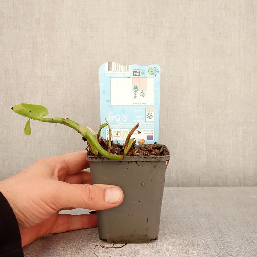 Pontederia cordata Pink Pons Maceta de 8/9 cm Ejemplar entregado en la primavera