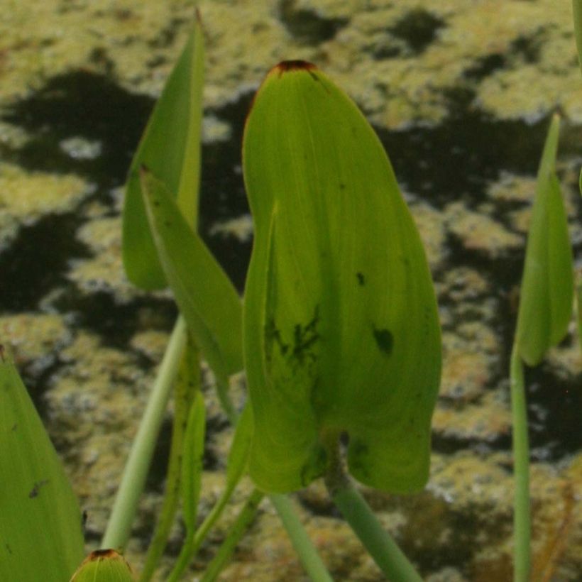 Pontederia cordata White Pike (Follaje)