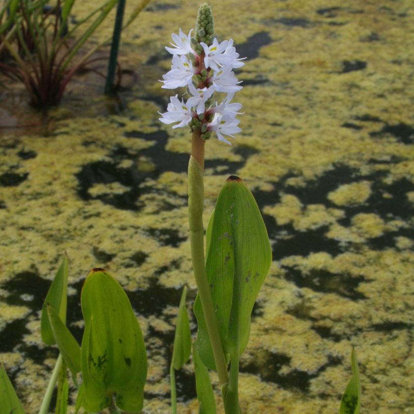 Pontederia cordata White Pike (Floración)