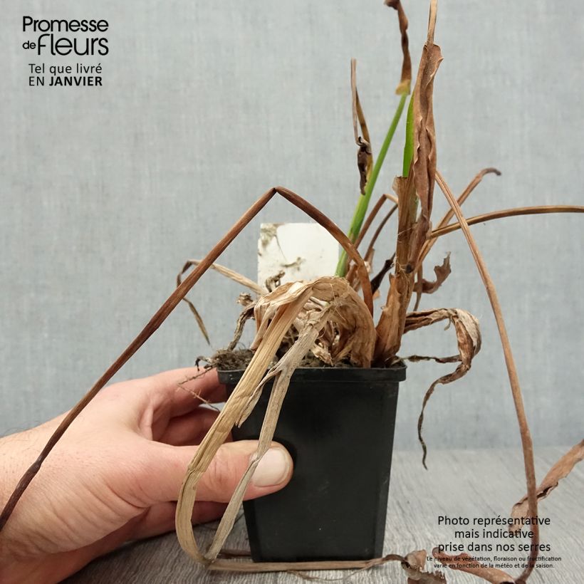 Pontederia lanceolata Maceta de 8/9 cm Ejemplar entregado en invierno