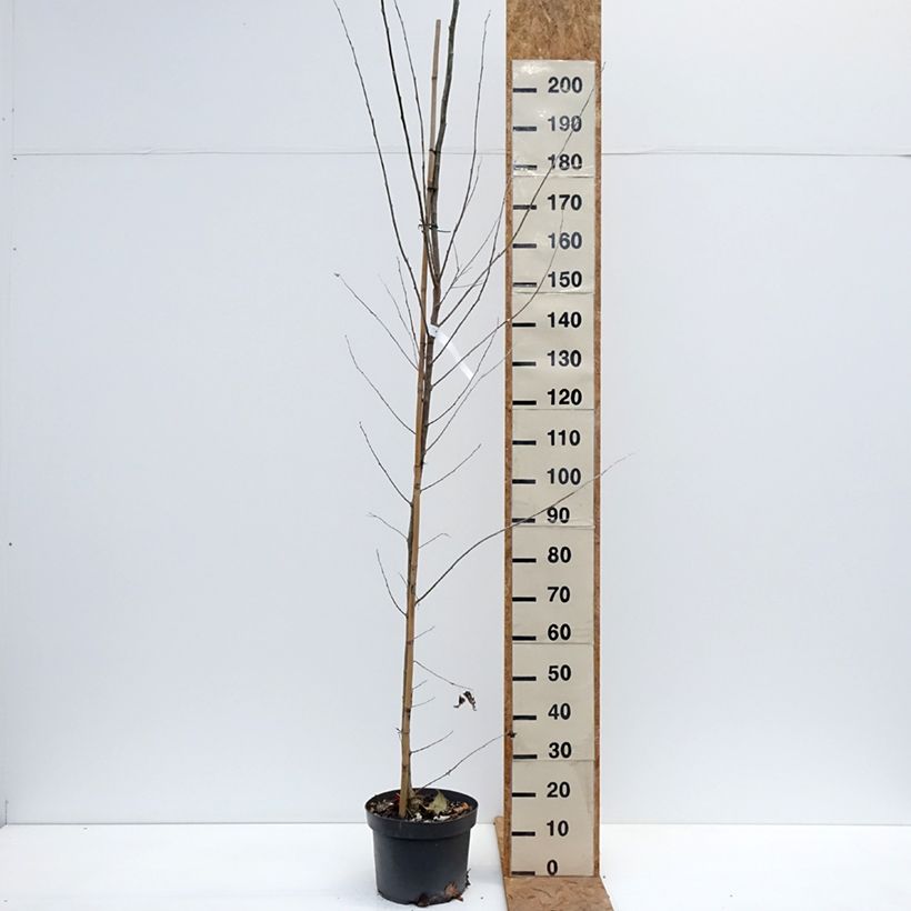 Ejemplar de Populus alba - Álamo blanco Maceta 7,5L/10L entregado en otoño