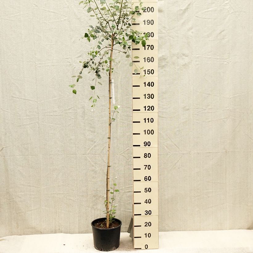 Populus alba - Álamo blanco Maceta 7,5L/10L Ejemplar entregado en la primavera