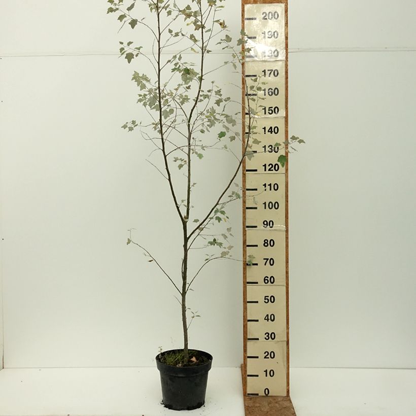 Ejemplar de Populus alba Richardii - Álamo blanco Maceta 4L/5L entregado en verano