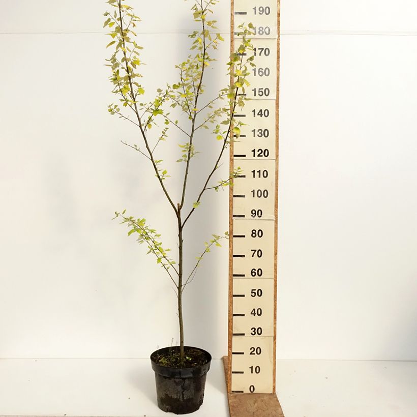 Populus alba Richardii - Álamo blanco Maceta 4L/5L Ejemplar entregado en la primavera