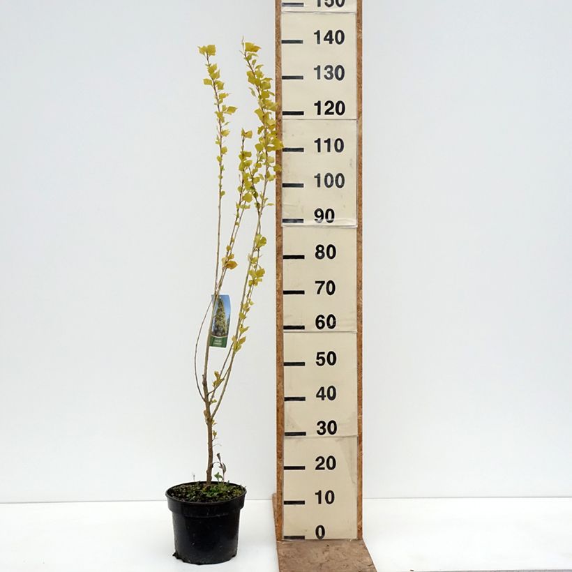 Populus nigra Lombardy Gold - Álamo negro Maceta 3L/4L Ejemplar entregado en la primavera