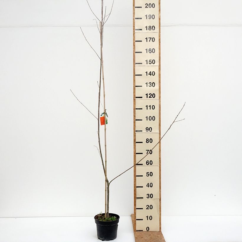 Ejemplar de Populus x canadensis Serotina Aurea - Álamo negro del Canadá Maceta 4L/5L entregado en otoño