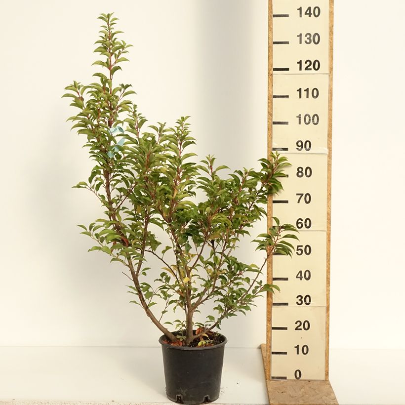 Ejemplar de Populus x canadensis Serotina Aurea - Álamo negro del Canadá Maceta 4L/5L entregado en verano