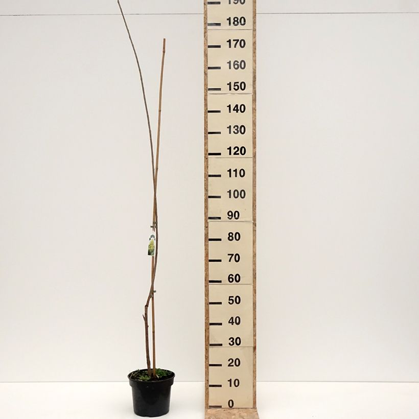 Populus x canadensis Serotina Aurea - Álamo negro del Canadá Maceta 4L/5L Ejemplar entregado en invierno