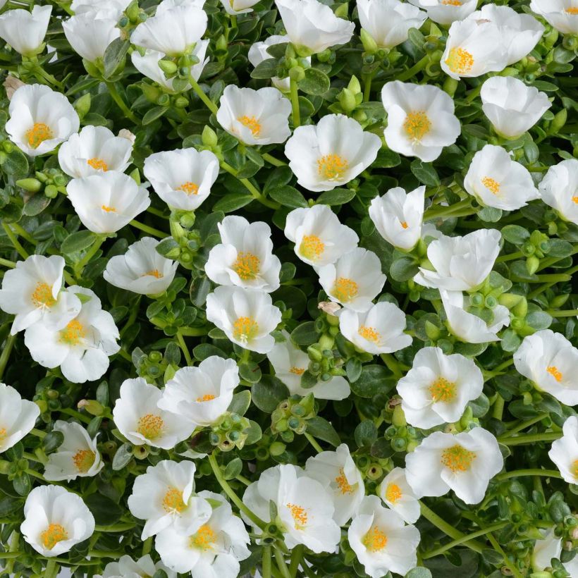 Portulaca oleracea Pazzaz White (Floración)