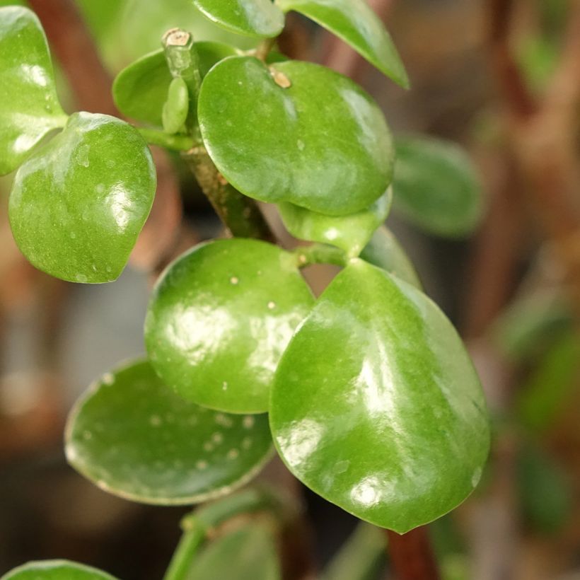 Portulacaria afra Macrophylla (Follaje)