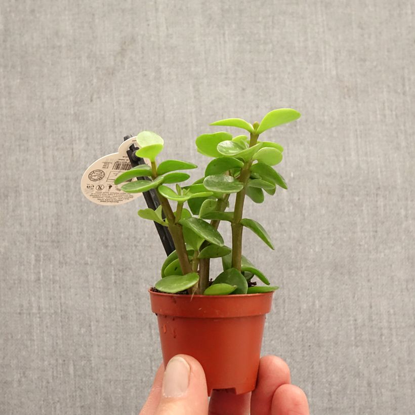 Portulacaria afra Variegata - Árbol de la Abundancia miniplanta Ejemplar entregado en la primavera