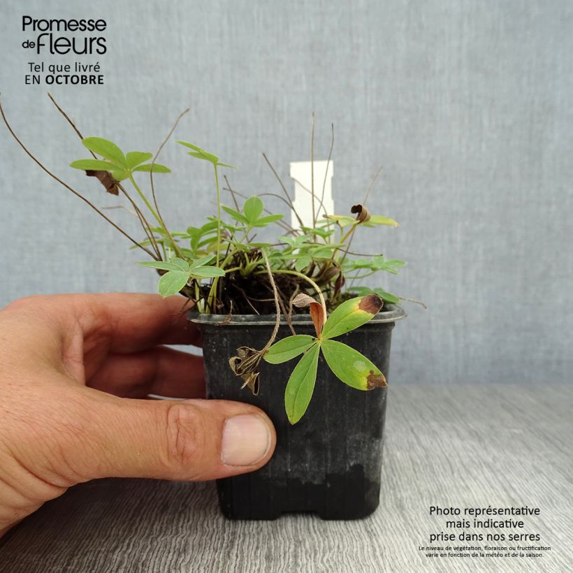 Ejemplar de Potentilla alba Maceta de 8/9 cm entregado en otoño