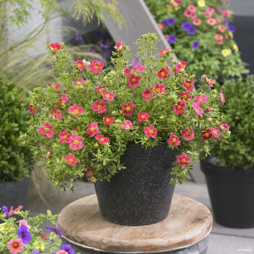 Potentilla fruticosa Danny Boy (Porte)