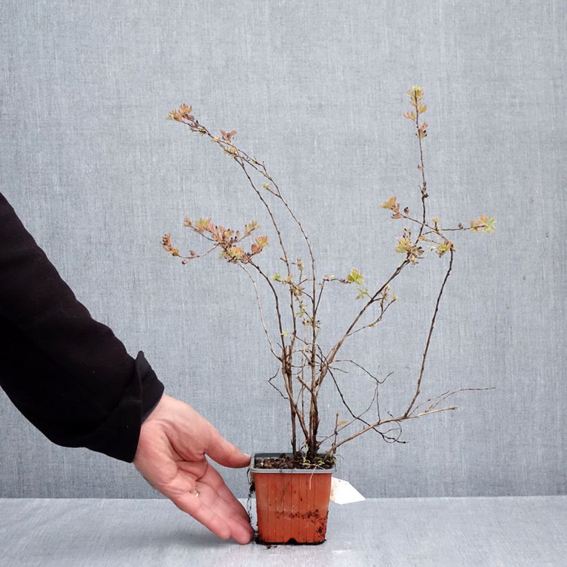 Ejemplar de Potentilla fruticosa Glamour Girl Maceta de 8/9 cm entregado en otoño
