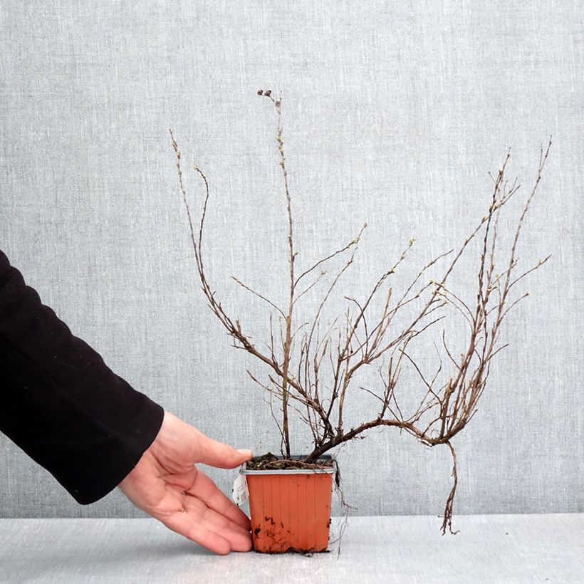 Potentilla fruticosa Glamour Girl Maceta de 8/9 cm Ejemplar entregado en la primavera