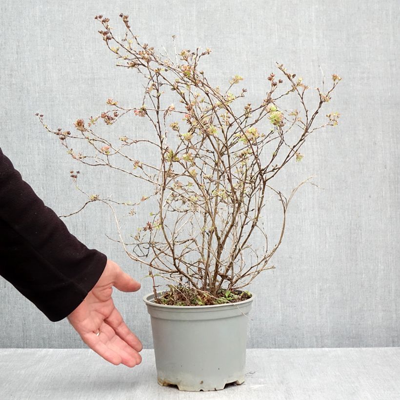 Ejemplar de Potentilla fruticosa Glamour Girl Maceta 2L/3L entregado en otoño