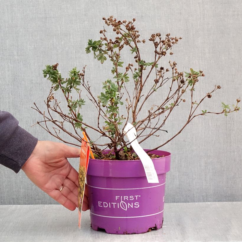 Ejemplar de Potentilla fruticosa Citrus Tart Maceta 2L/3L entregado en otoño