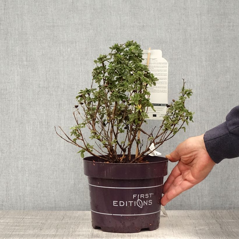 Potentilla fruticosa Citrus Tart Maceta 2L/3L Ejemplar entregado en la primavera