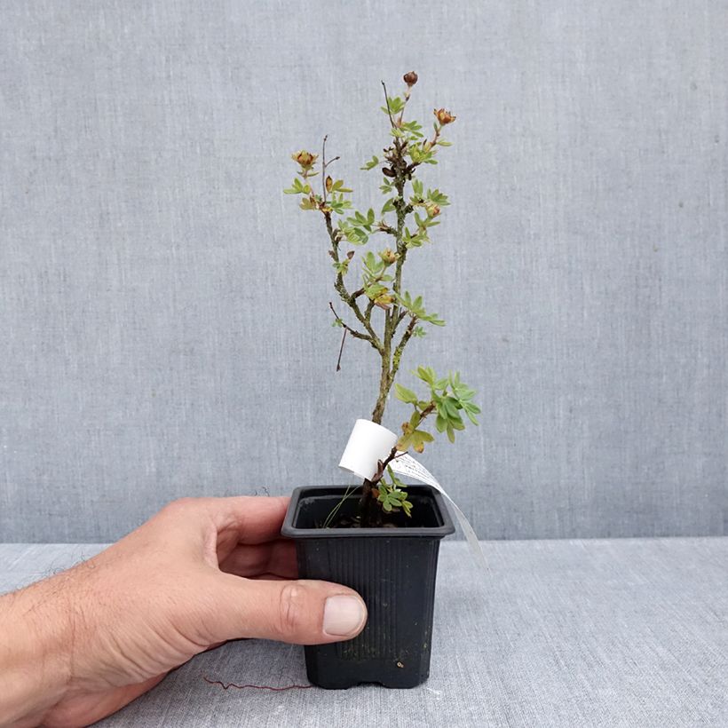 Ejemplar de Potentilla fruticosa Creme brulée Maceta de 8/9 cm entregado en otoño