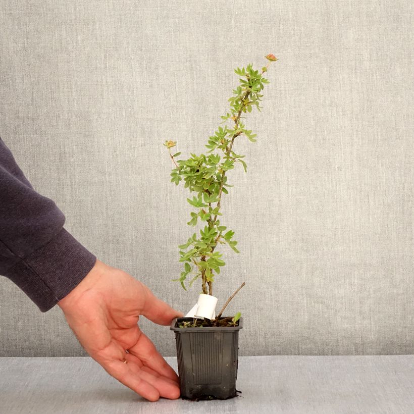 Potentilla fruticosa Creme brulée Maceta de 8/9 cm Ejemplar entregado en la primavera