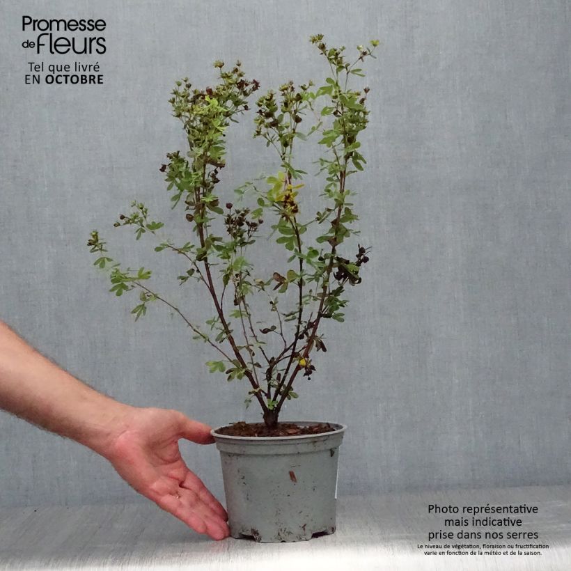 Ejemplar de Potentilla fruticosa Creme brulée Maceta 2L/3L entregado en otoño