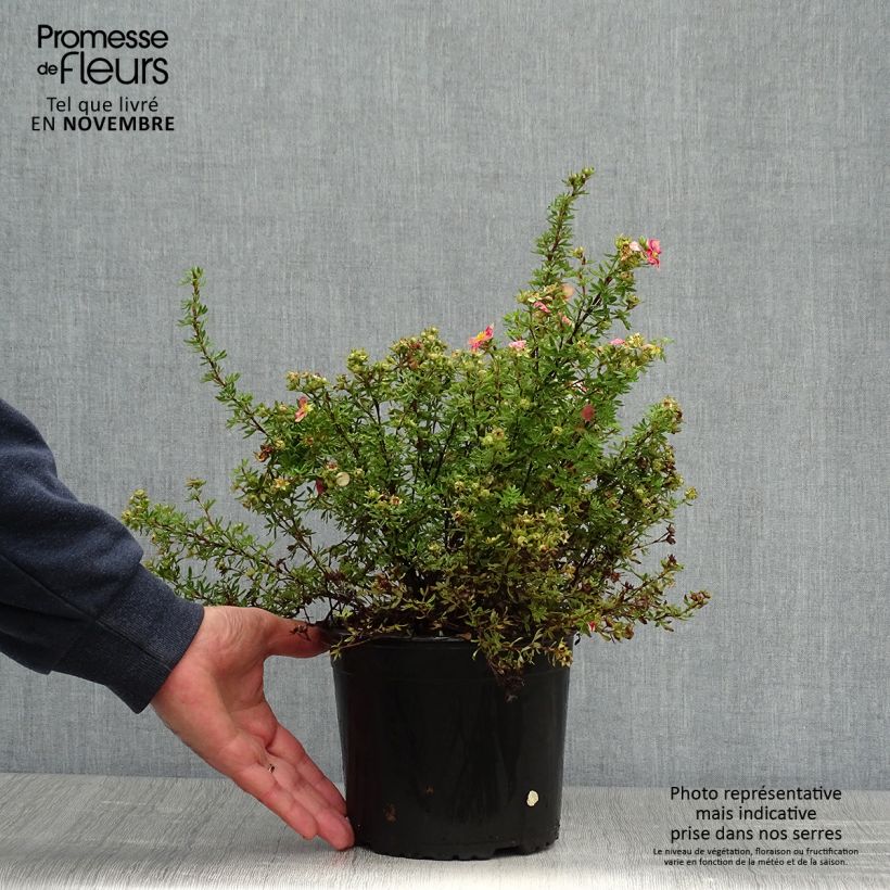 Ejemplar de Potentilla fruticosa Danny Boy Maceta 2L/3L entregado en otoño